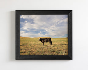 Cow in Western Landscape