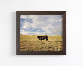 Cow in Western Landscape