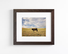 Cow in Western Landscape