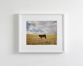 Cow in Western Landscape