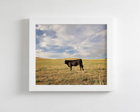 Cow in Western Landscape