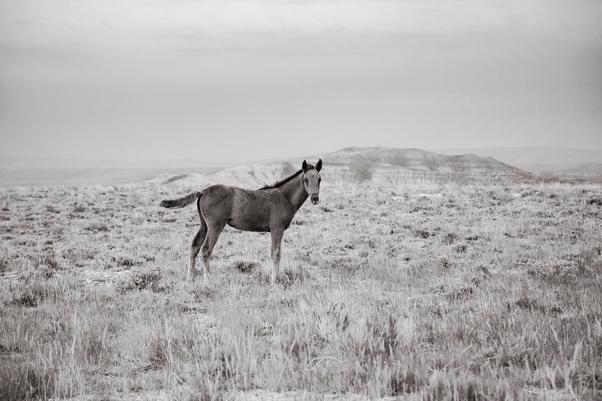 Phantom- Wild Foal Photograph