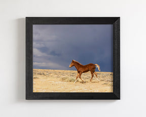 Foal Storm