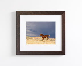 Foal Storm