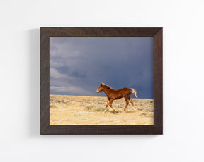 Foal Storm