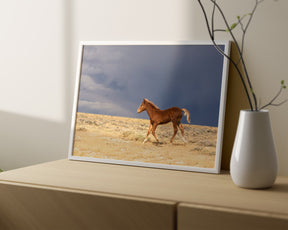 Foal Storm