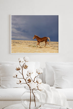 Foal Storm