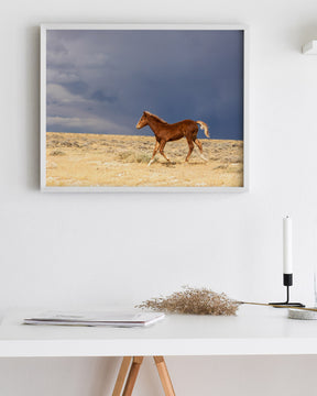 Foal Storm