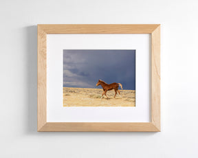 Foal Storm
