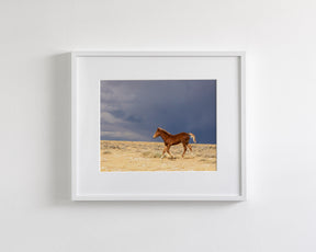 Foal Storm