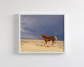 Foal Storm