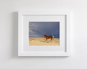 Foal Storm