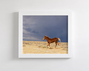 Foal Storm