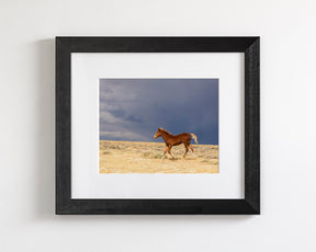 Foal Storm