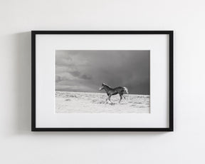 Foal in Storm, Black and White