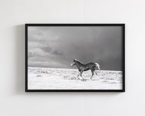 Foal in Storm, Black and White