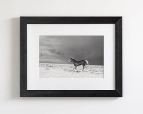 Foal in Storm, Black and White