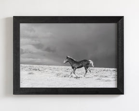 Foal in Storm, Black and White
