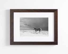 Foal in Storm, Black and White