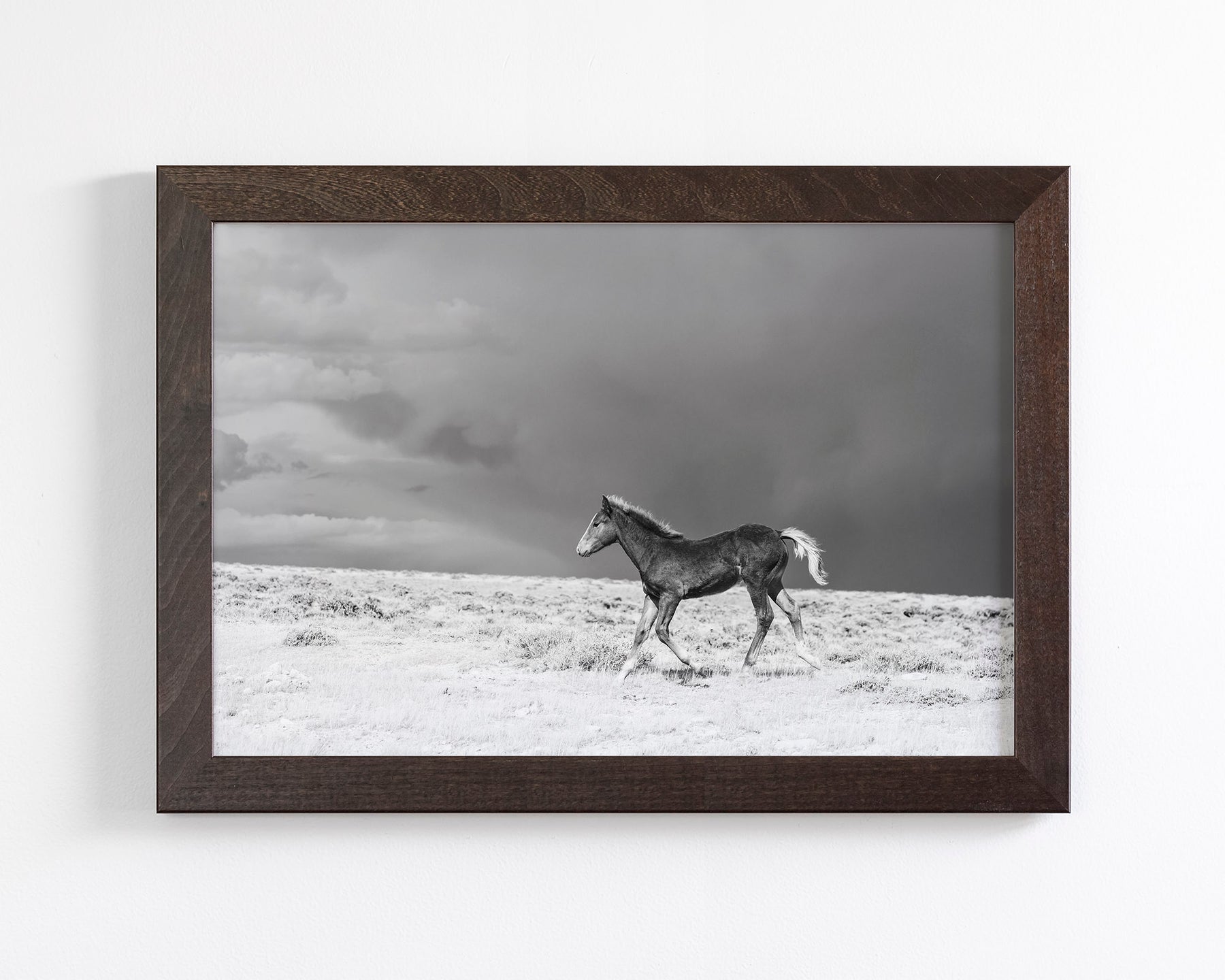 Foal in Storm, Black and White
