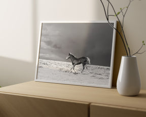 Foal in Storm, Black and White