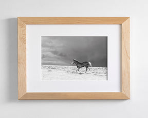 Foal in Storm, Black and White
