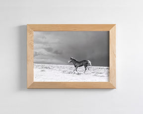 Foal in Storm, Black and White