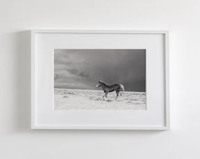 Foal in Storm, Black and White