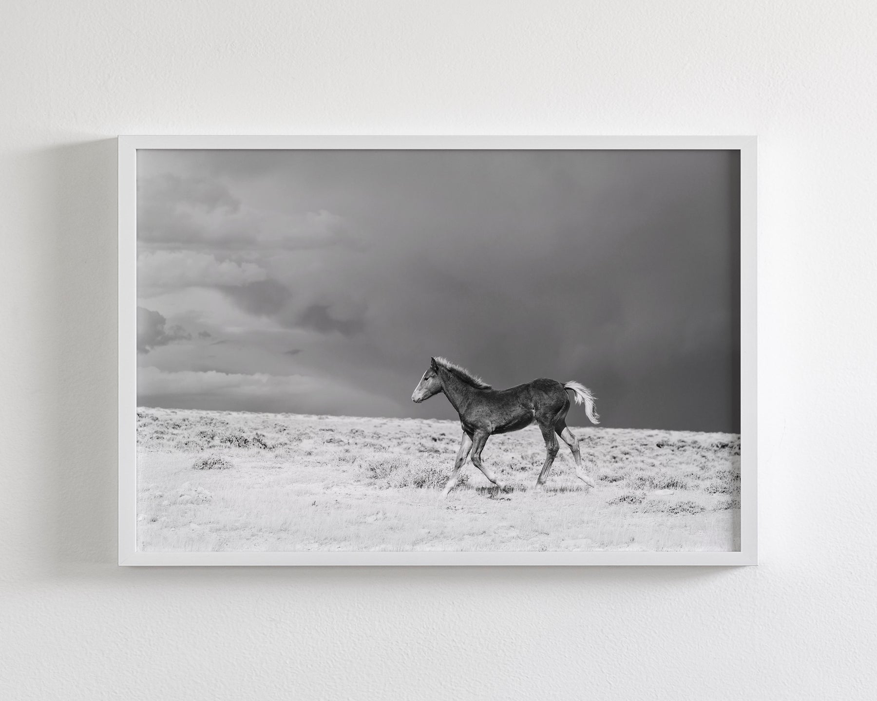 Foal in Storm, Black and White
