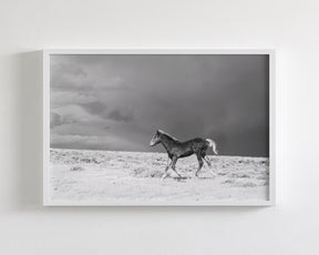 Foal in Storm, Black and White