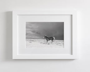 Foal in Storm, Black and White