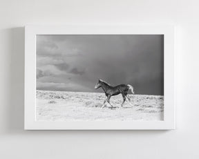 Foal in Storm, Black and White