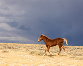 Foal Storm