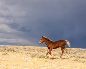 Foal Storm