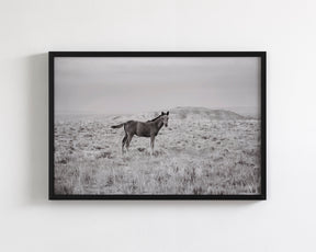 Phantom- Wild Foal Photograph