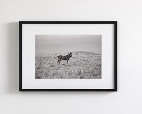Phantom- Wild Foal Photograph