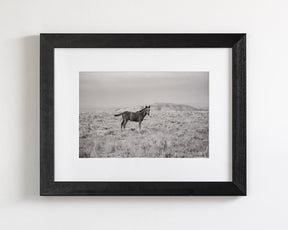 Phantom- Wild Foal Photograph