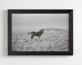 Phantom- Wild Foal Photograph