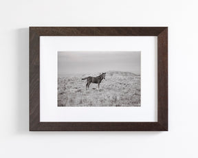 Phantom- Wild Foal Photograph