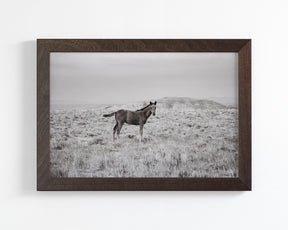 Phantom- Wild Foal Photograph