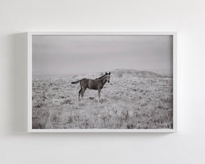Phantom- Wild Foal Photograph