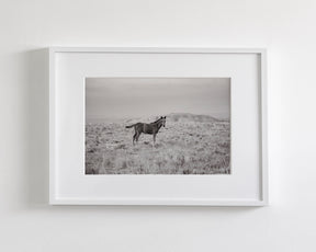 Phantom- Wild Foal Photograph