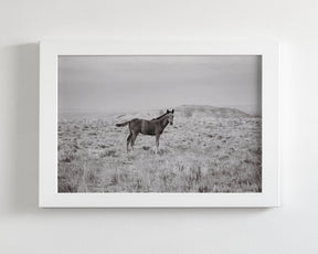 Phantom- Wild Foal Photograph