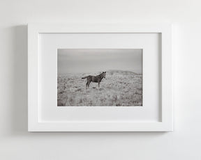 Phantom- Wild Foal Photograph