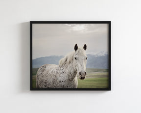 Freckles Appaloosa Horse