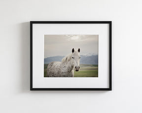 Freckles Appaloosa Horse