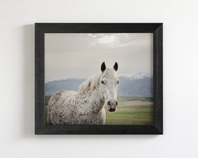 Freckles Appaloosa Horse
