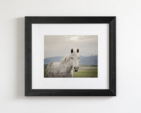 Freckles Appaloosa Horse