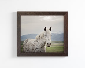 Freckles Appaloosa Horse
