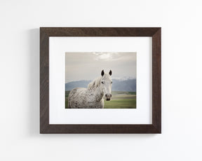 Freckles Appaloosa Horse